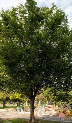 ulmus a new harmony2.jpg