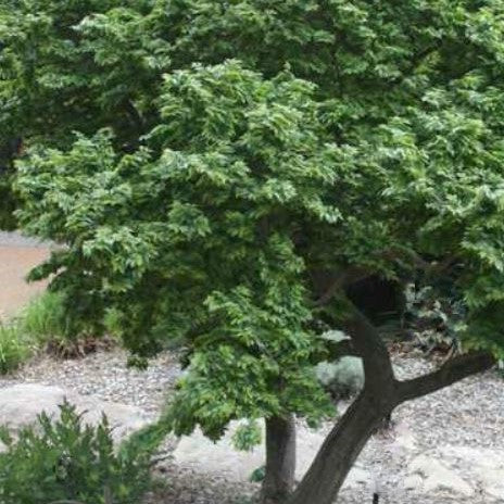 ulmus h jacqueline hillier2.jpg