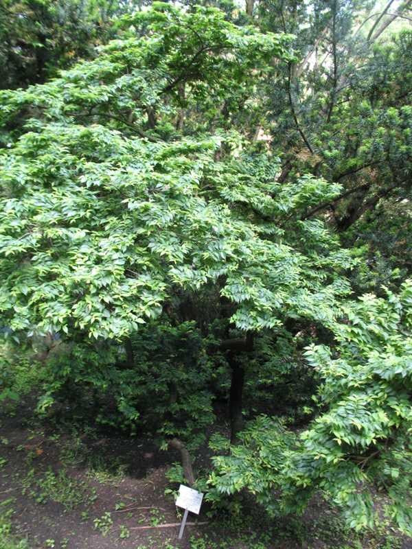 ulmus jacqueline hillier-ccmb.jpg