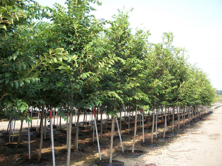 ulmus triumph.jpg