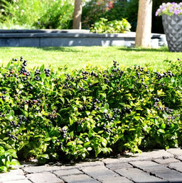 vaccinium berrybux.jpg