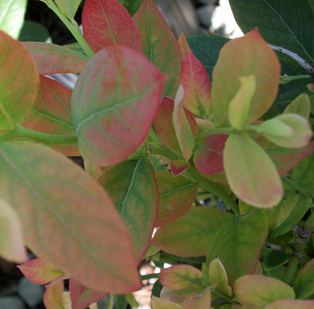 vaccinium elliots.jpg