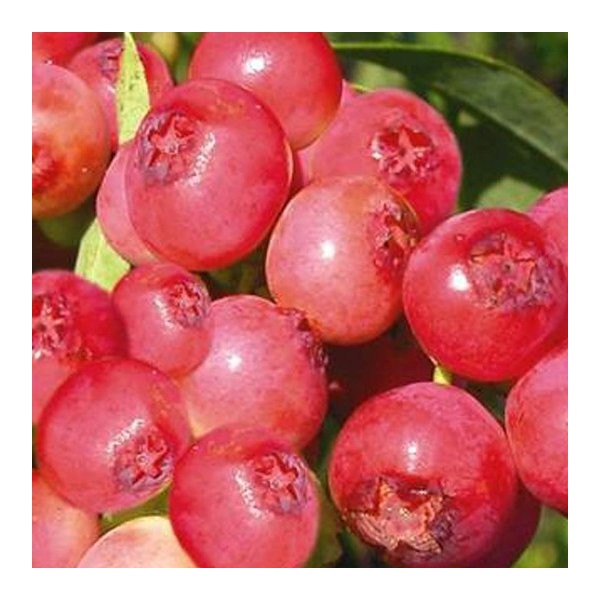 vaccinium_pink_lemonade[1].jpg