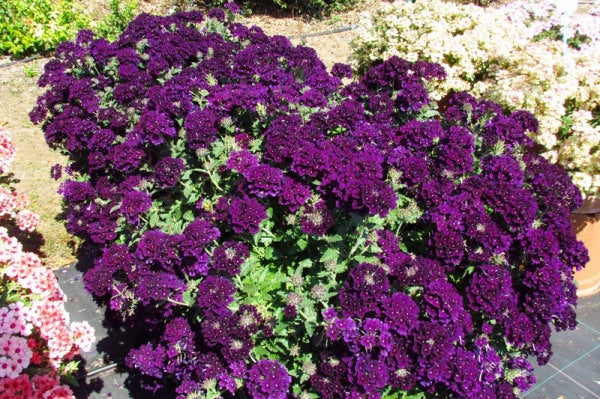 verbena__lascar_black_velvet[1].jpg
