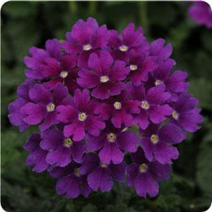 verbena_endurascape_dark_purple[1].jpg