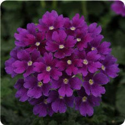verbena_endurascape_dark_purple[1].jpg