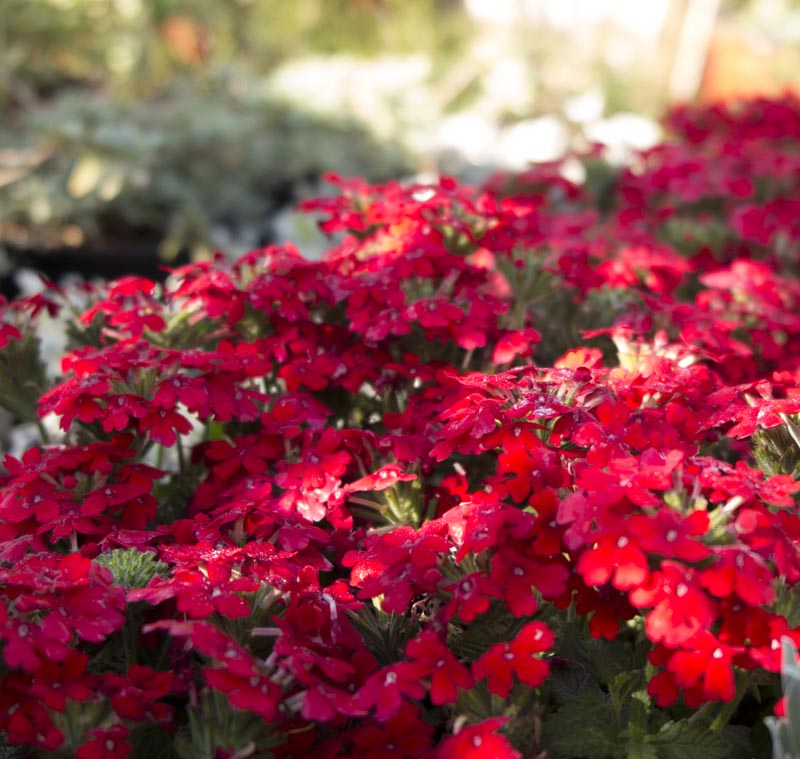 verbena_endurascape_red[1].jpg