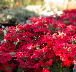 verbena_endurascape_red[1].jpg