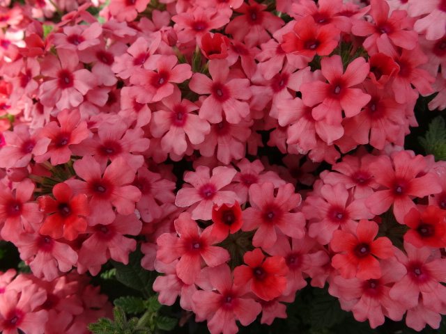 verbena_lascar_mango_orange[1].jpg