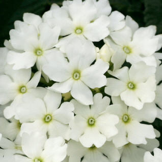 verbena_lascar_white.jpg