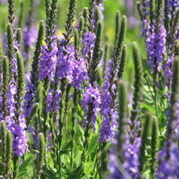 verbena_stricta_.png