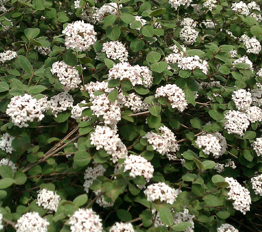 viburnum-carlesi_fit_2_be_tied.png