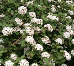viburnum-carlesi_fit_2_be_tied.png
