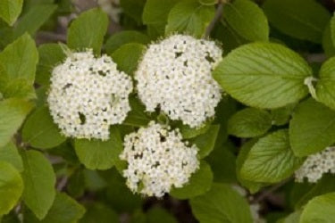 viburnum_emerald_triumph.jpg
