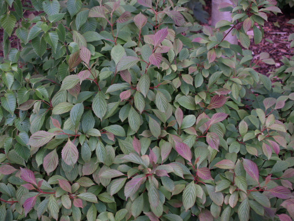 viburnum_farreri_nanum.jpg