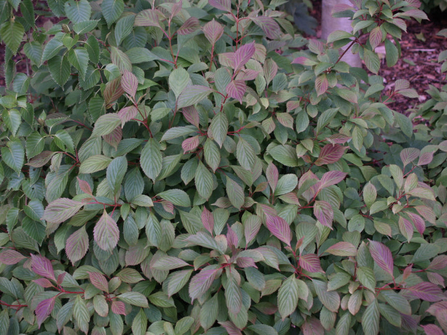 viburnum_farreri_nanum.jpg