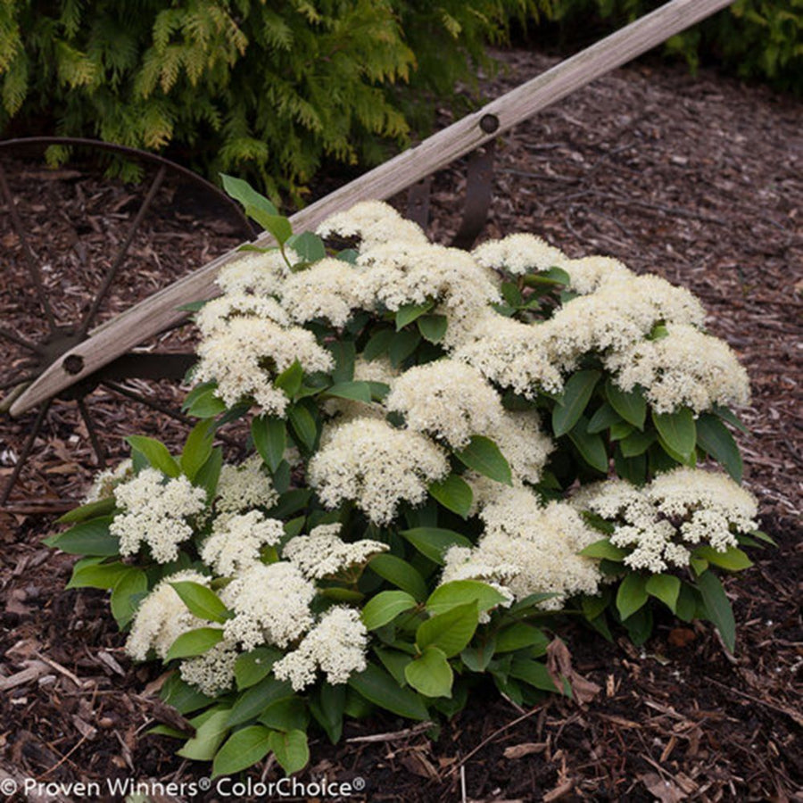 viburnum lil ditty.jpg