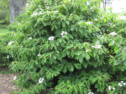 viburnum pl. mariesi.jpg