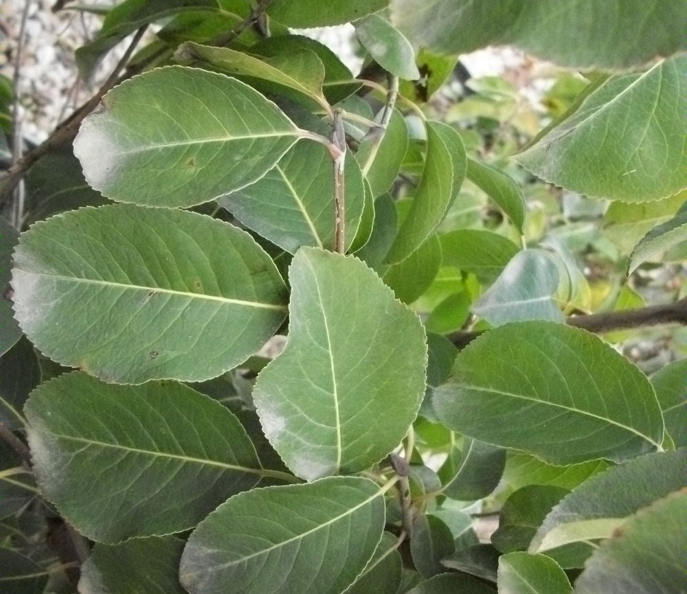 viburnum prunifolium.jpg