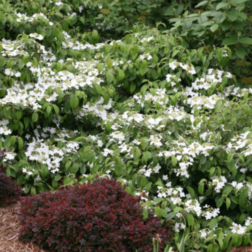 viburnum_wabi_sabi_.jpg