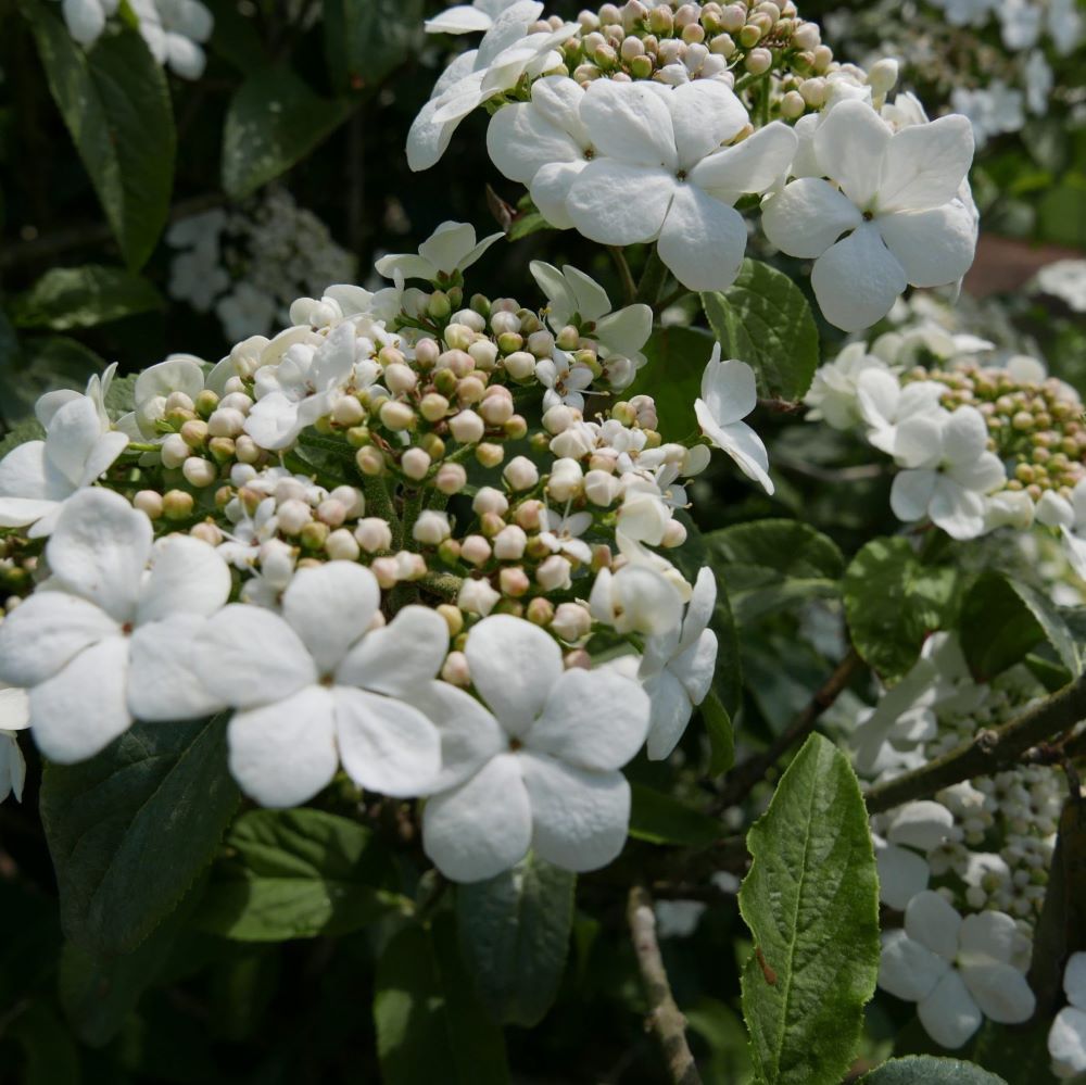 viburnum_x_spring_lace_.jpg
