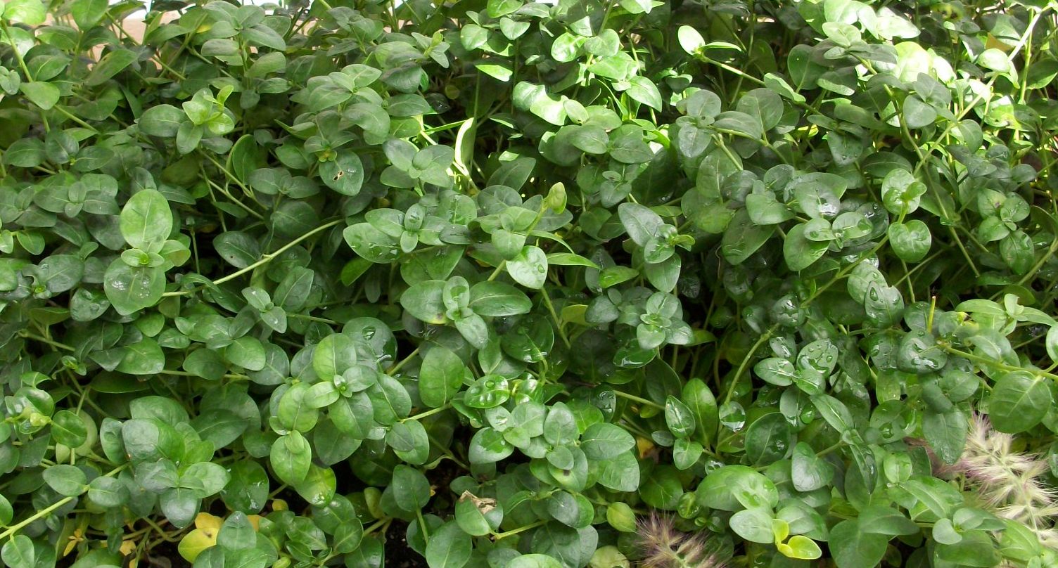 vinca bowles.jpg
