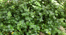 vinca bowles.jpg