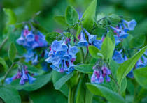 virginia bluebells.jpg