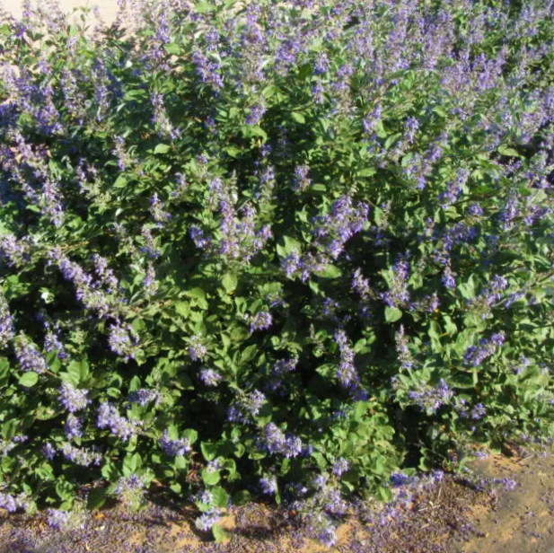 vitex_chicagoland_blues_.jpg