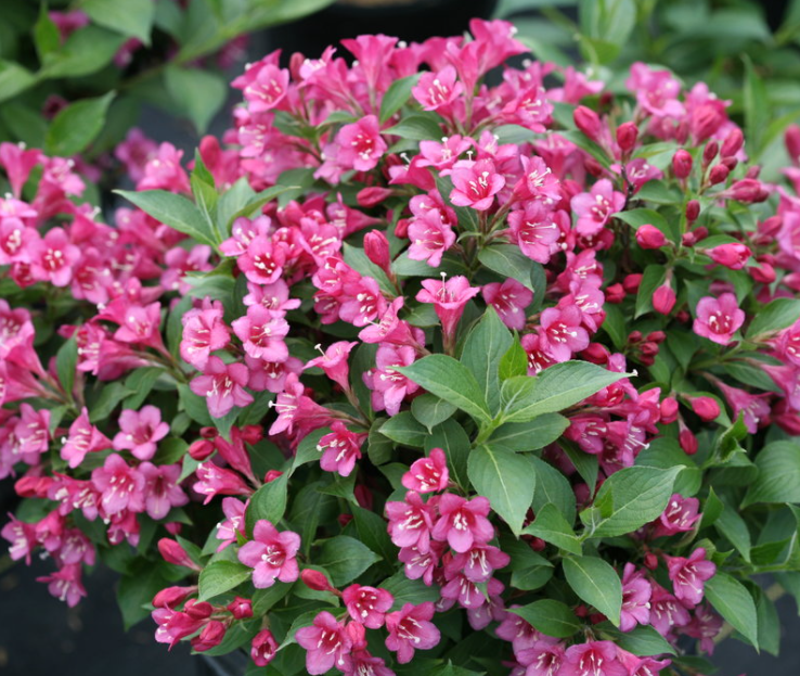 weigela-snippet_dark_pink.png