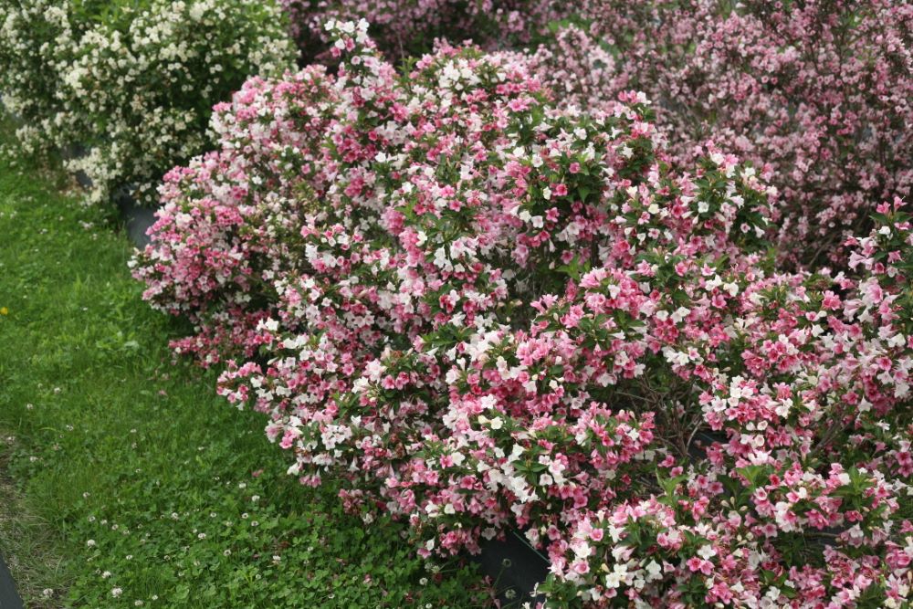 weigela_czechmark_trilogy_p_w.jpg