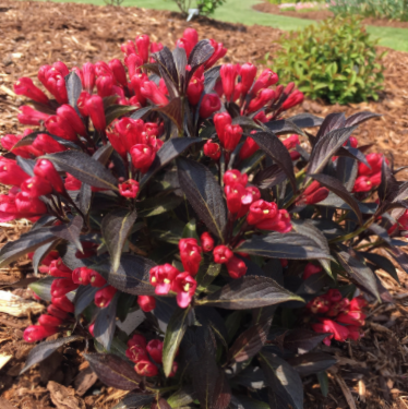 weigela_date_night_electric_love_.jpg