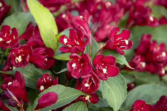 weigela_maroon_swoon[1].jpg