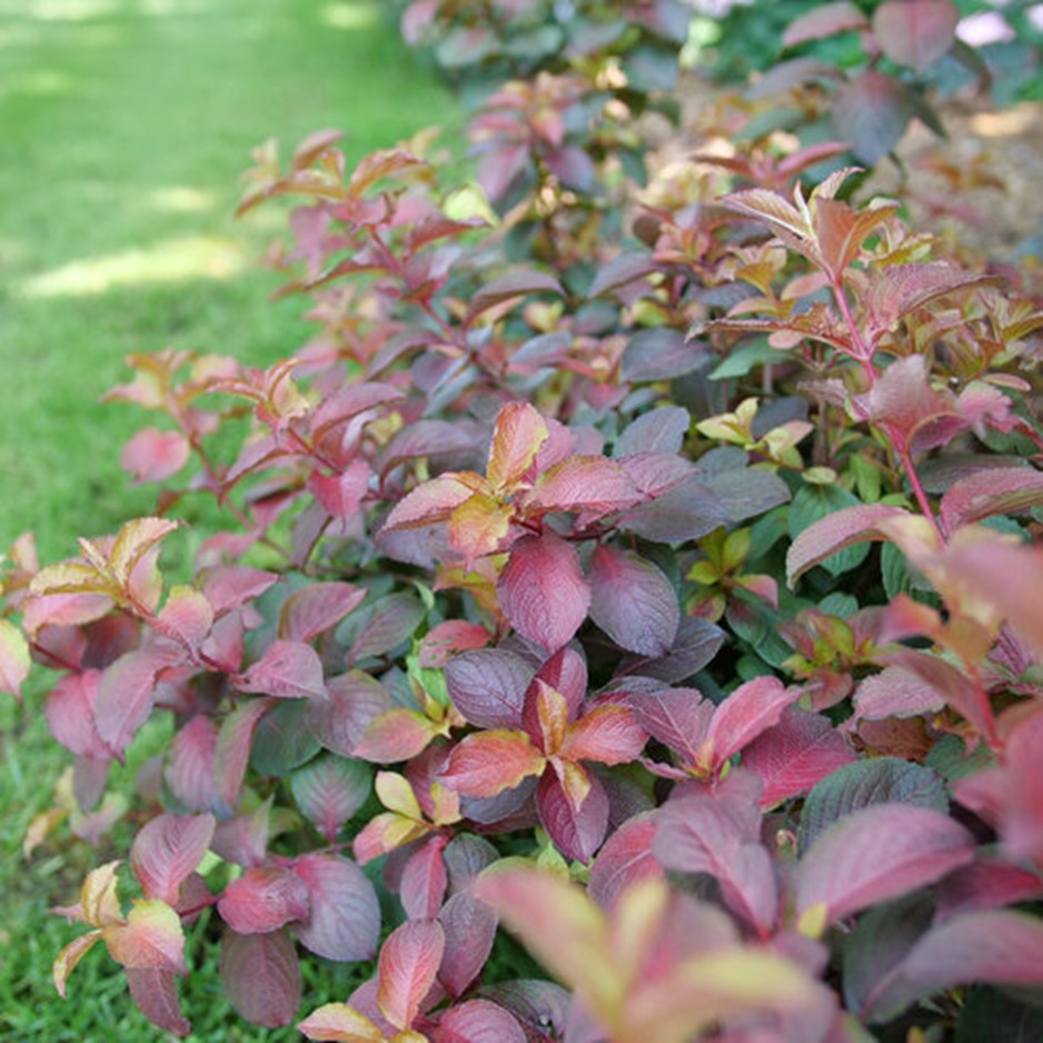weigela midnight sun.jpg