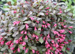 weigela_midnight_wine-shine.jpg