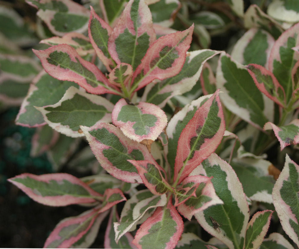 weigela my monet foliage.JPG