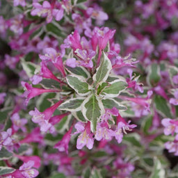 weigela_my_monet_purple_effect_.jpg