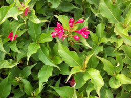 weigela red prince.jpg