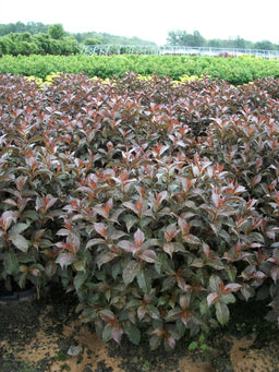 weigela shinning sensation 7 gal.jpg