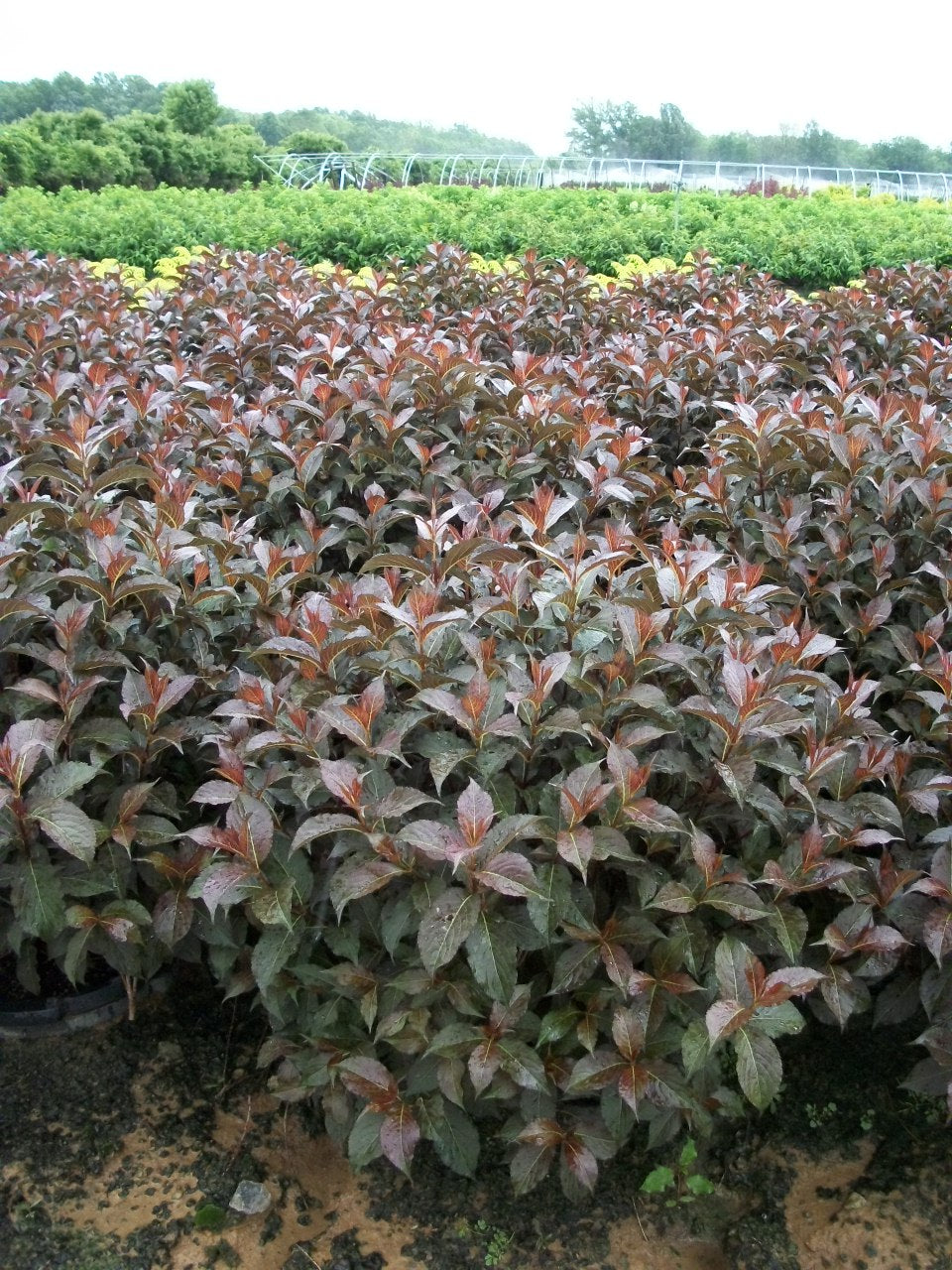 weigela shinning sensation 7 gal.jpg