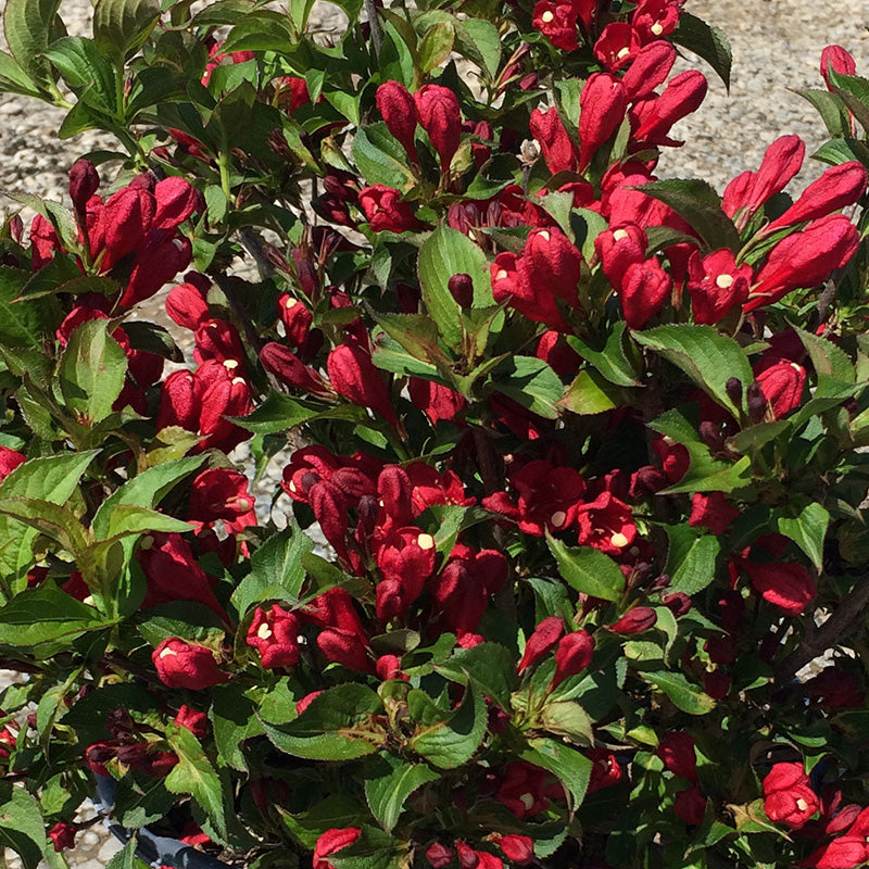 weigela_sonic_bloom_red[1].jpg