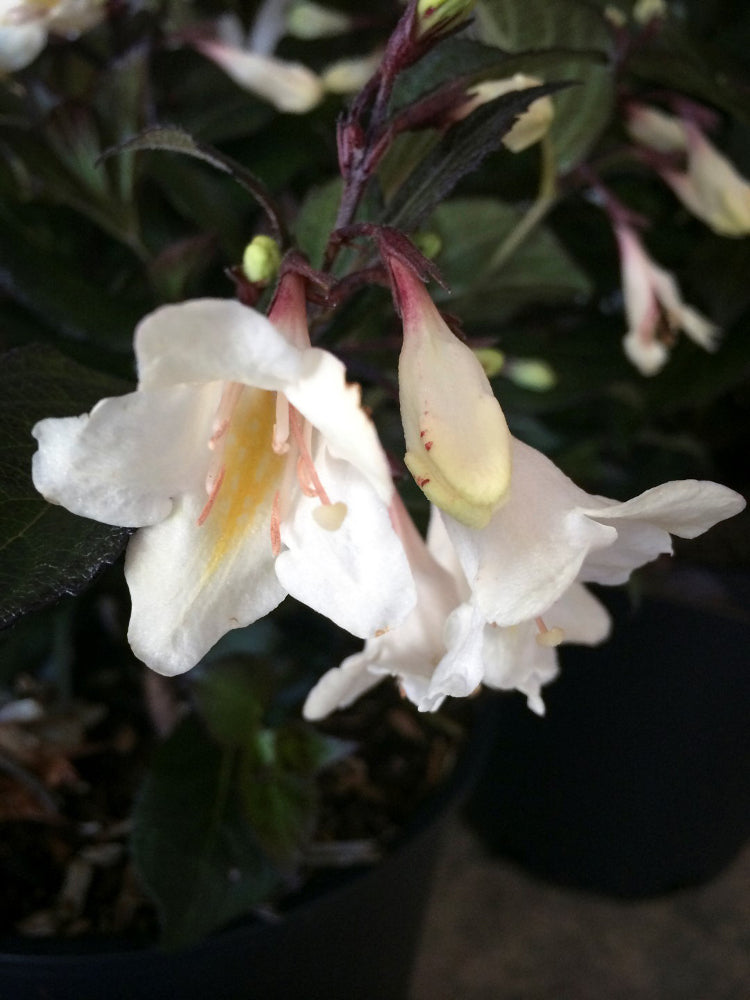weigela_tuxedo_small.jpg
