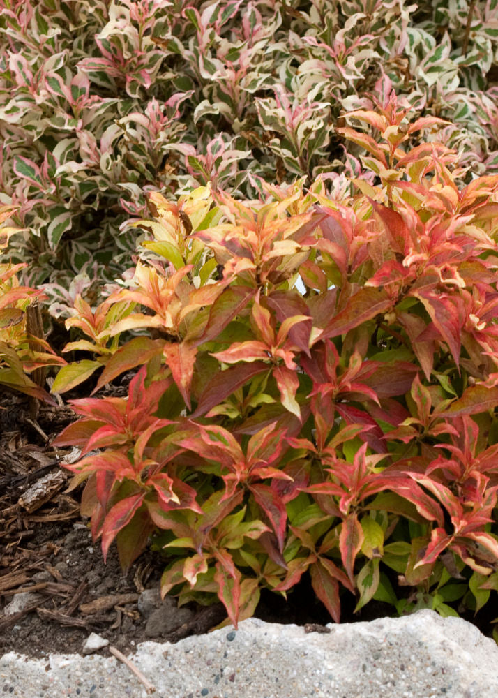 weigelamymonetsunsetfoliage9157.jpg