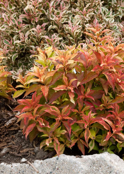 weigelamymonetsunsetfoliage9157.jpg