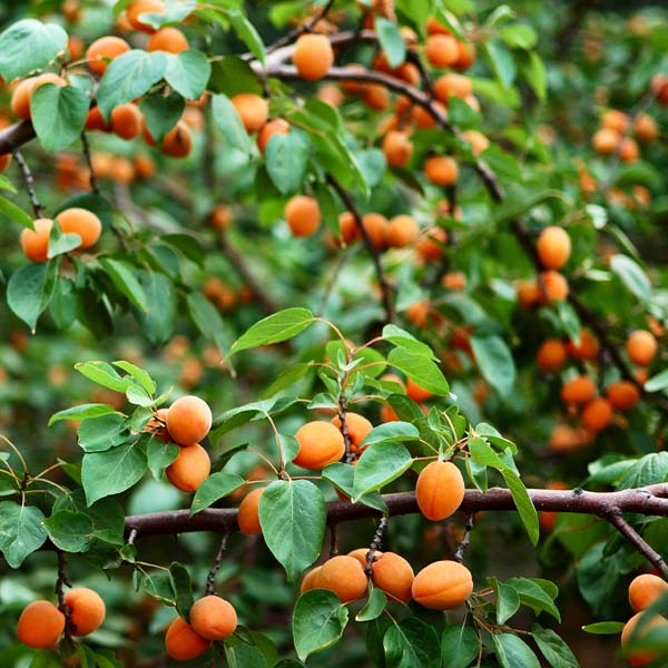 wenatchee apricot.jpg