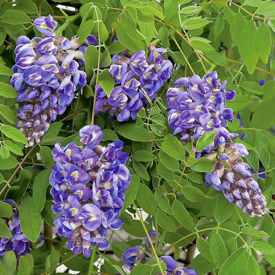 wisteria_amethyst_falls[1].jpg