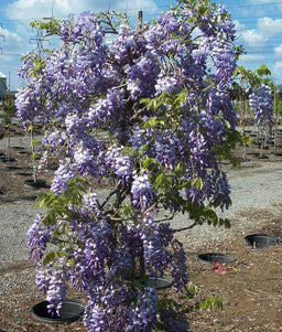 wisteria southern belle.jpg