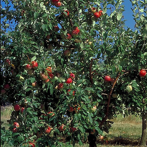 zestar-tree.jpg