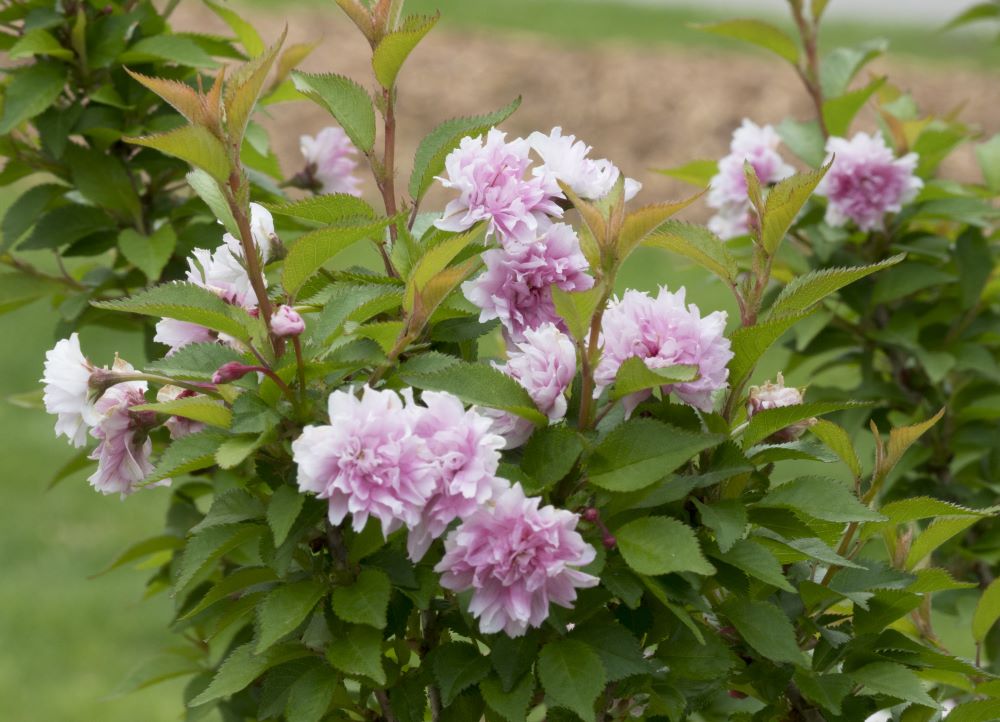 zuzu_flowering_cherry_2.jpg
