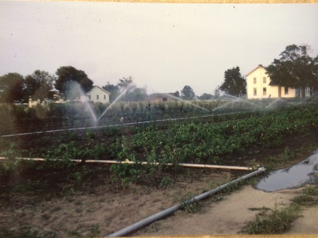 Early irrigation system at Willoway Nurseries